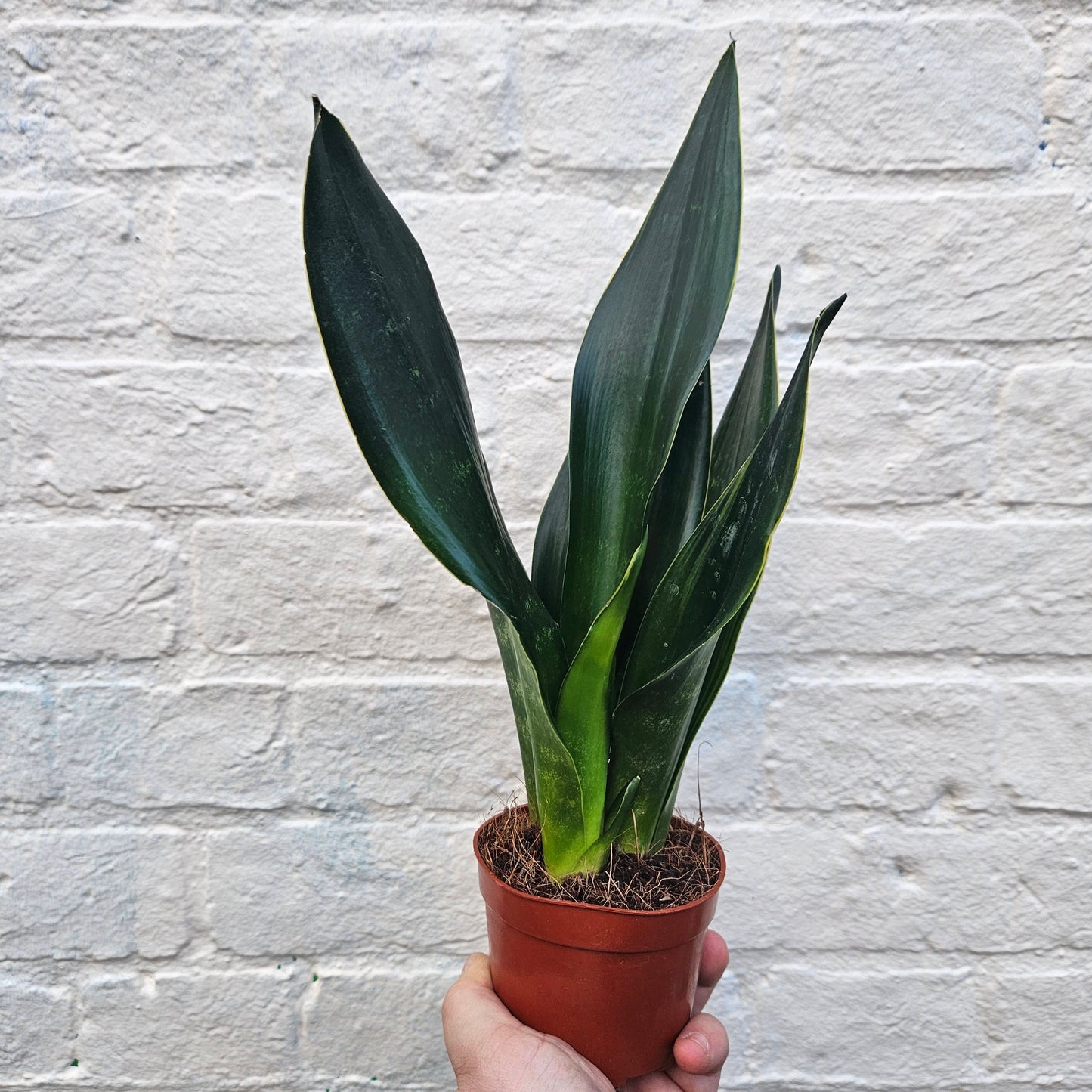 Sansevieria trifiasciata 'Black Diamond' (Snake Plant)