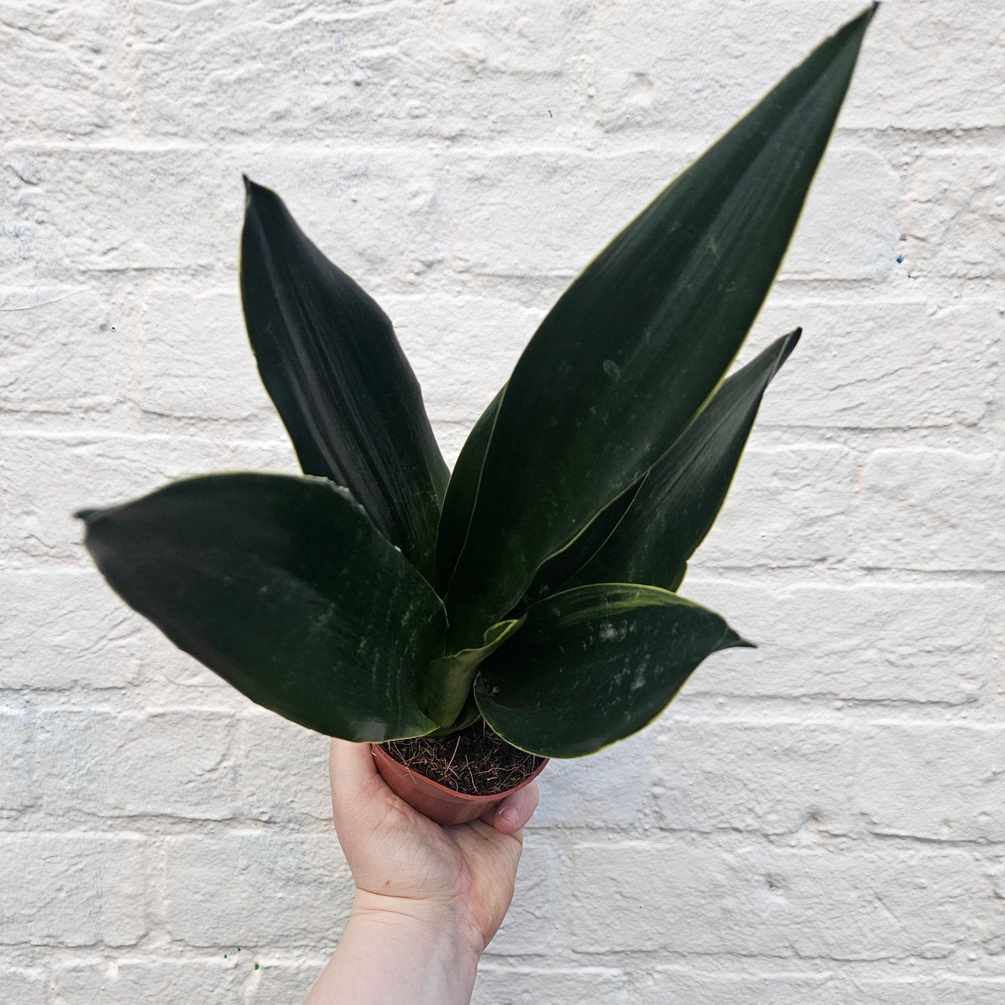 Sansevieria trifiasciata 'Black Diamond' (Snake Plant)