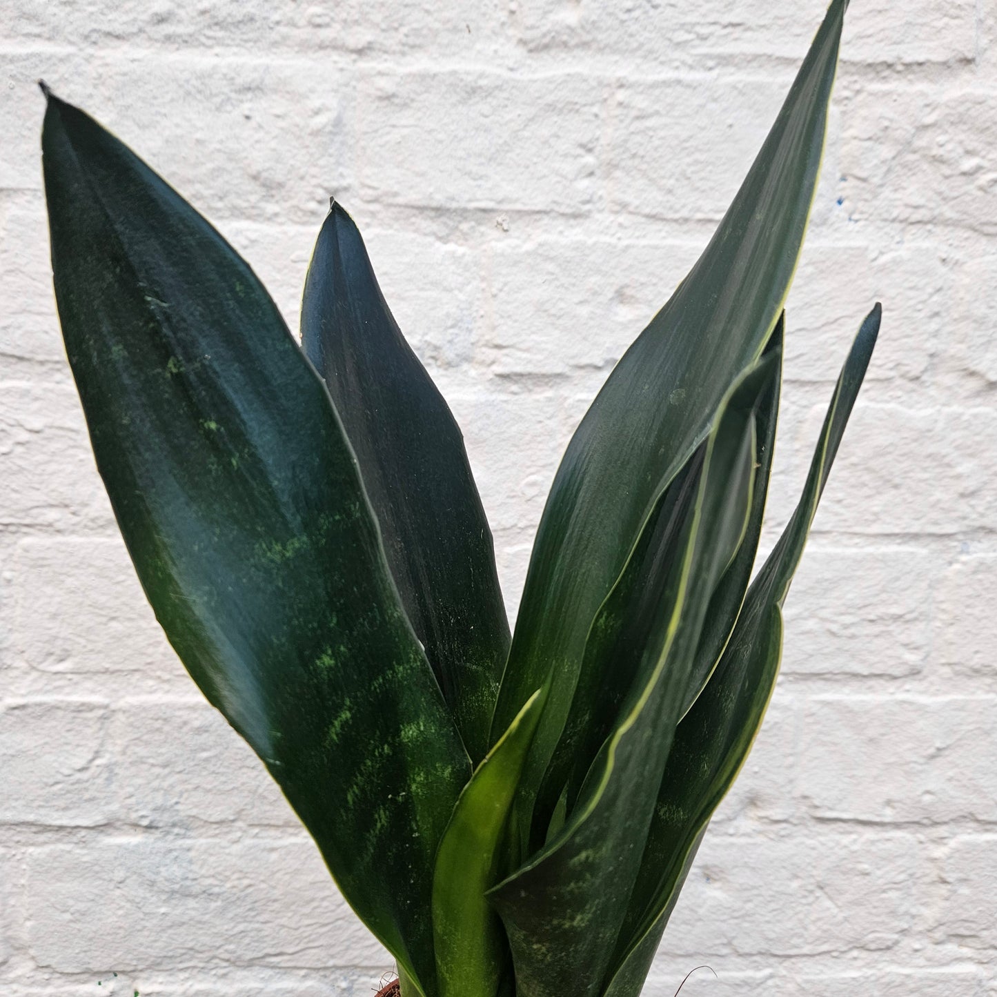 Sansevieria trifiasciata 'Black Diamond' (Snake Plant)