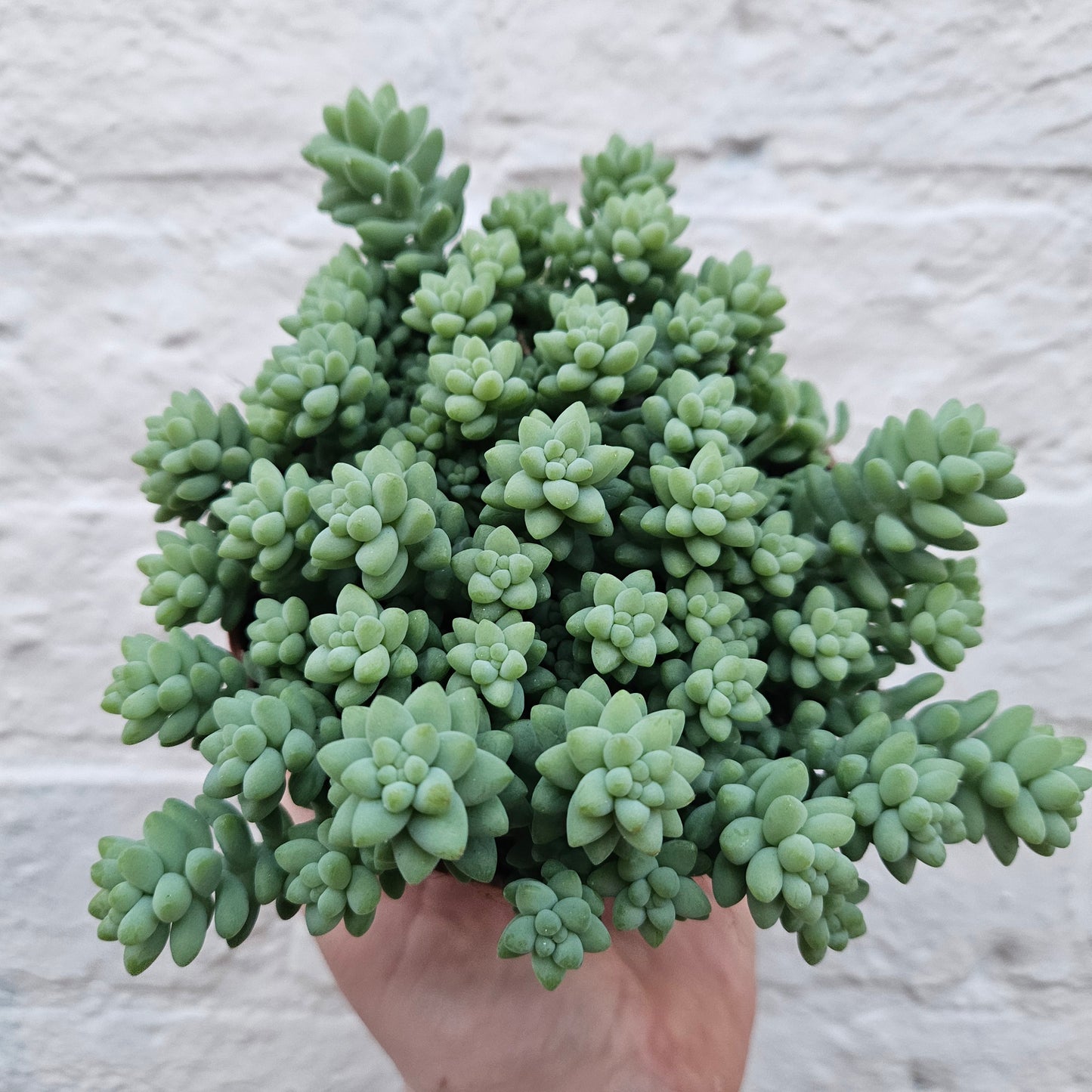 Sedum morganianum 'Burrito'  (Donkey Tail)