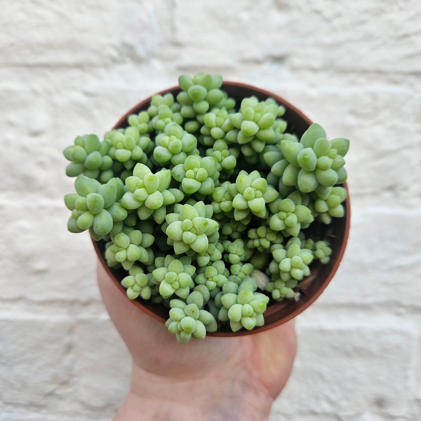 Sedum morganianum 'Burrito'  (Donkey Tail)