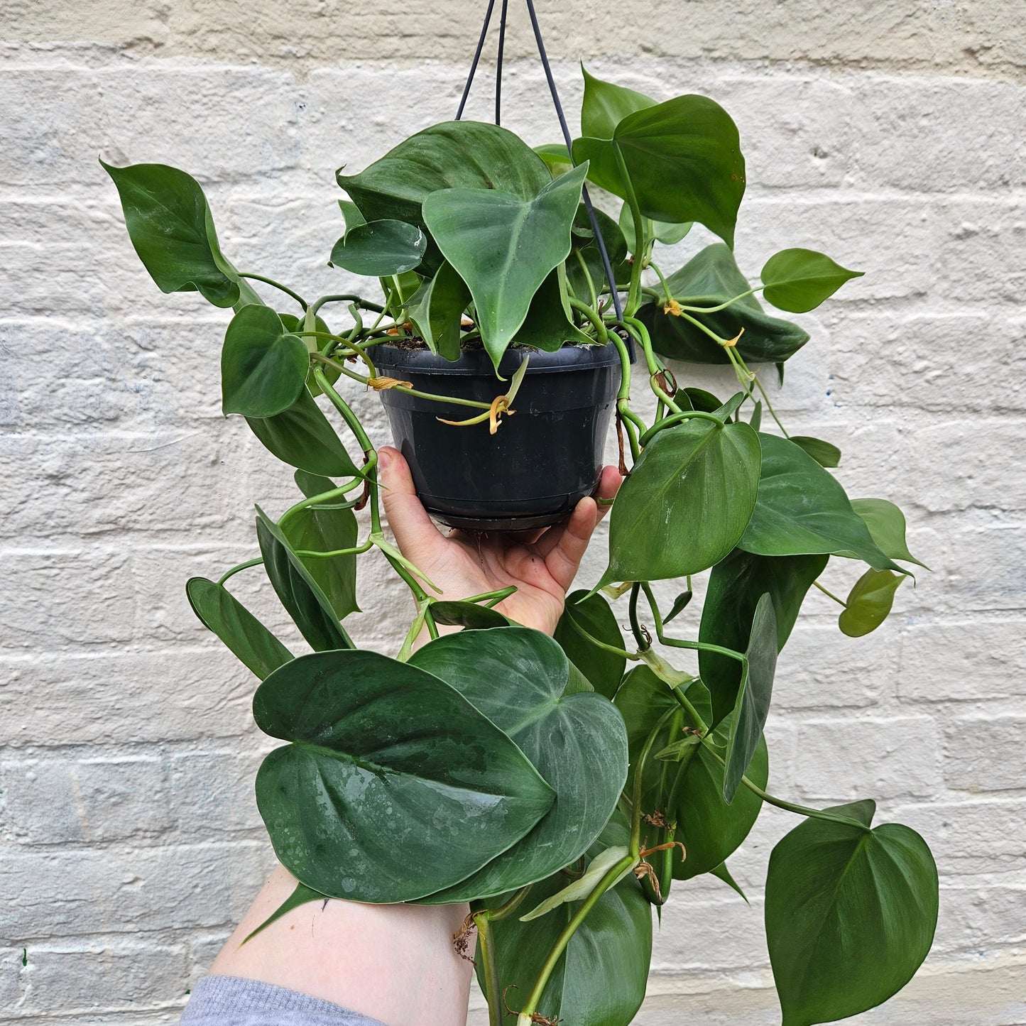 Philodendron hederaceum syn. Philodendron scandens (Heartleaf or Sweetheart Plant)