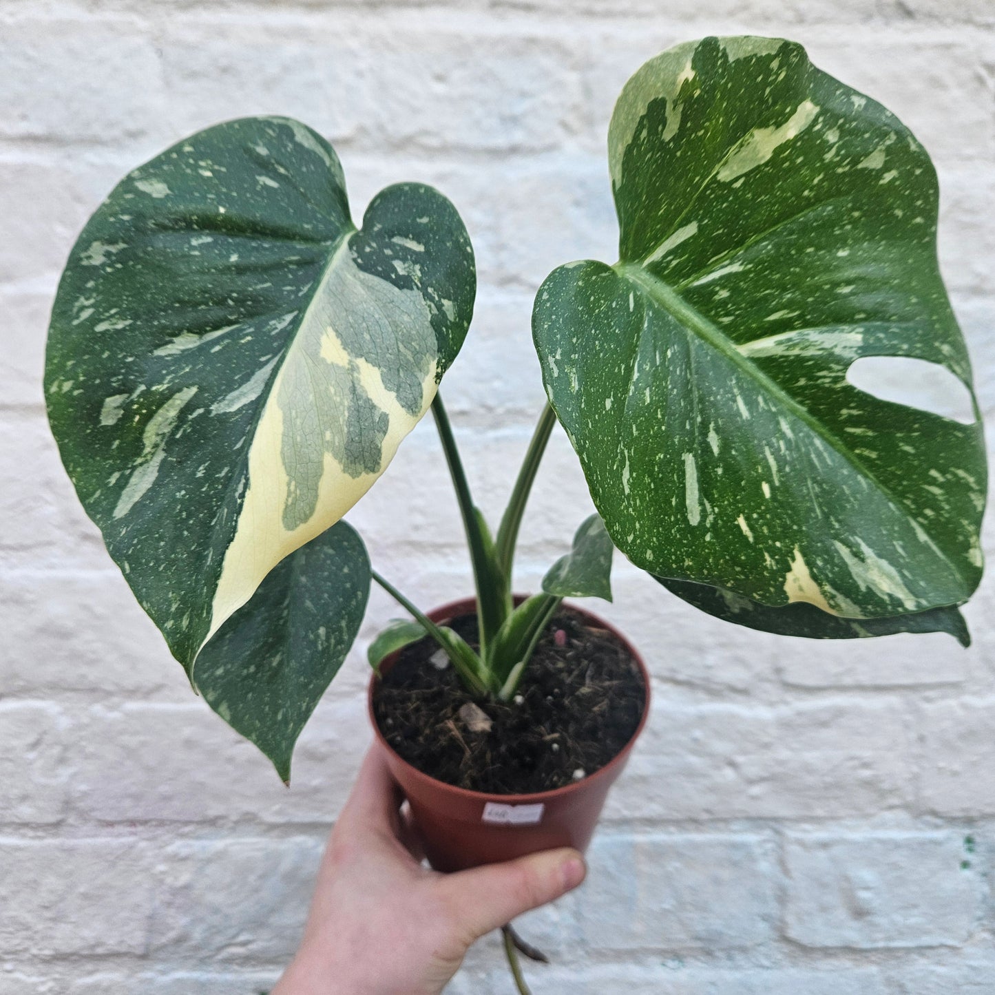 Monstera deliciosa 'Thai Constellation' (Variegated Cheese Plant)