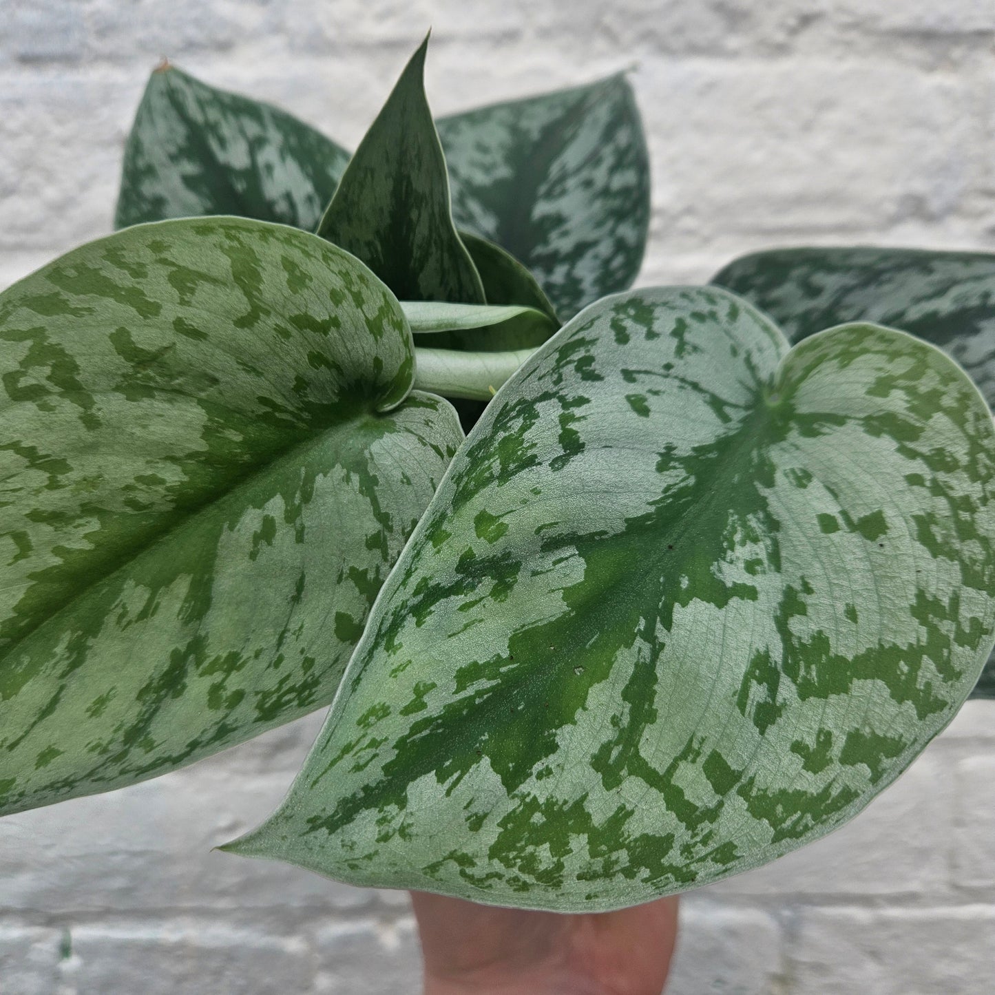 Scindapsus pictus 'Trebie' (Silver Vine Pothos)