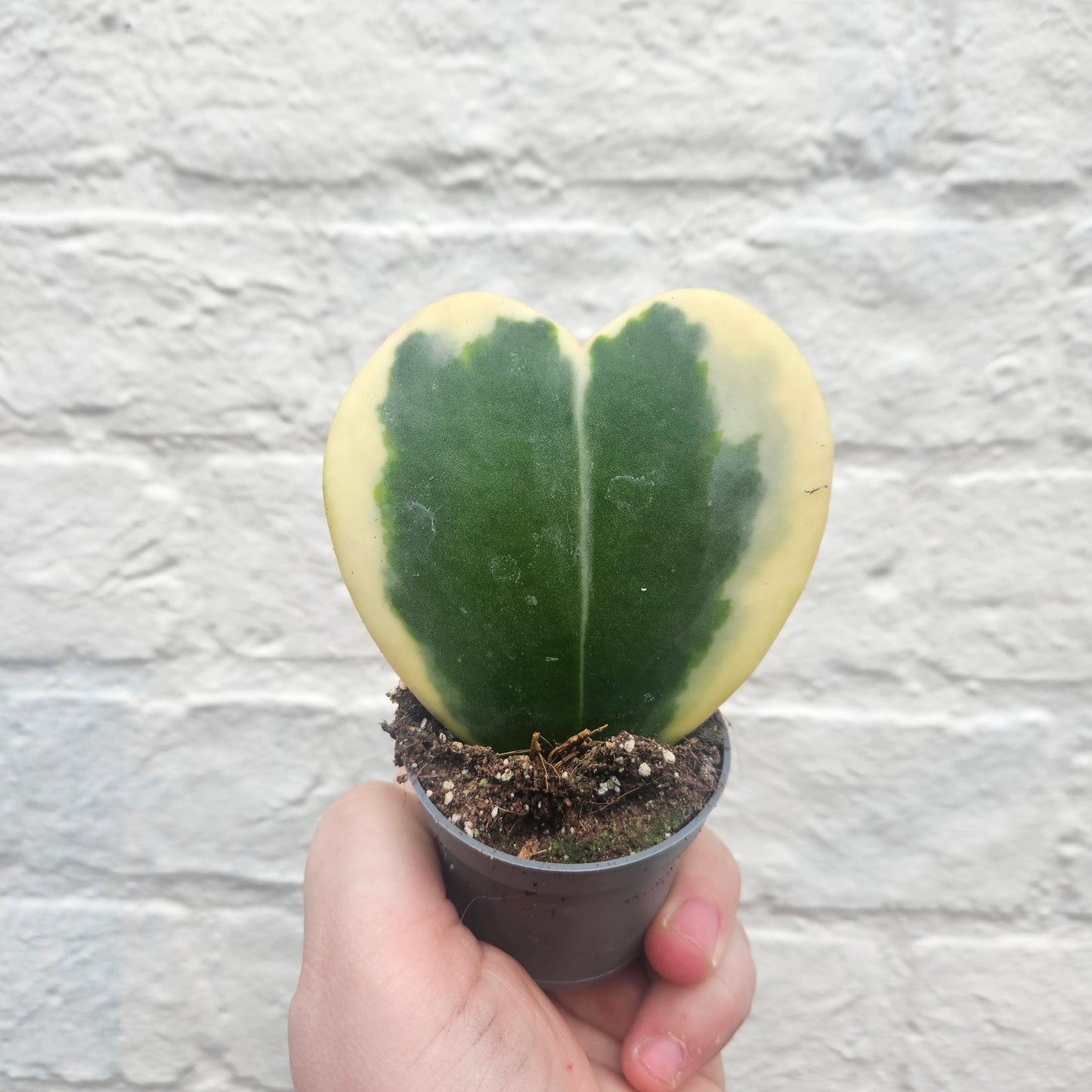 Hoya kerrii (Sweetheart plant)