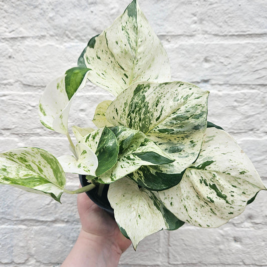 Epipremnum pinnatum 'Happy Leaf' (Manjula Pothos/ Devils Ivy)