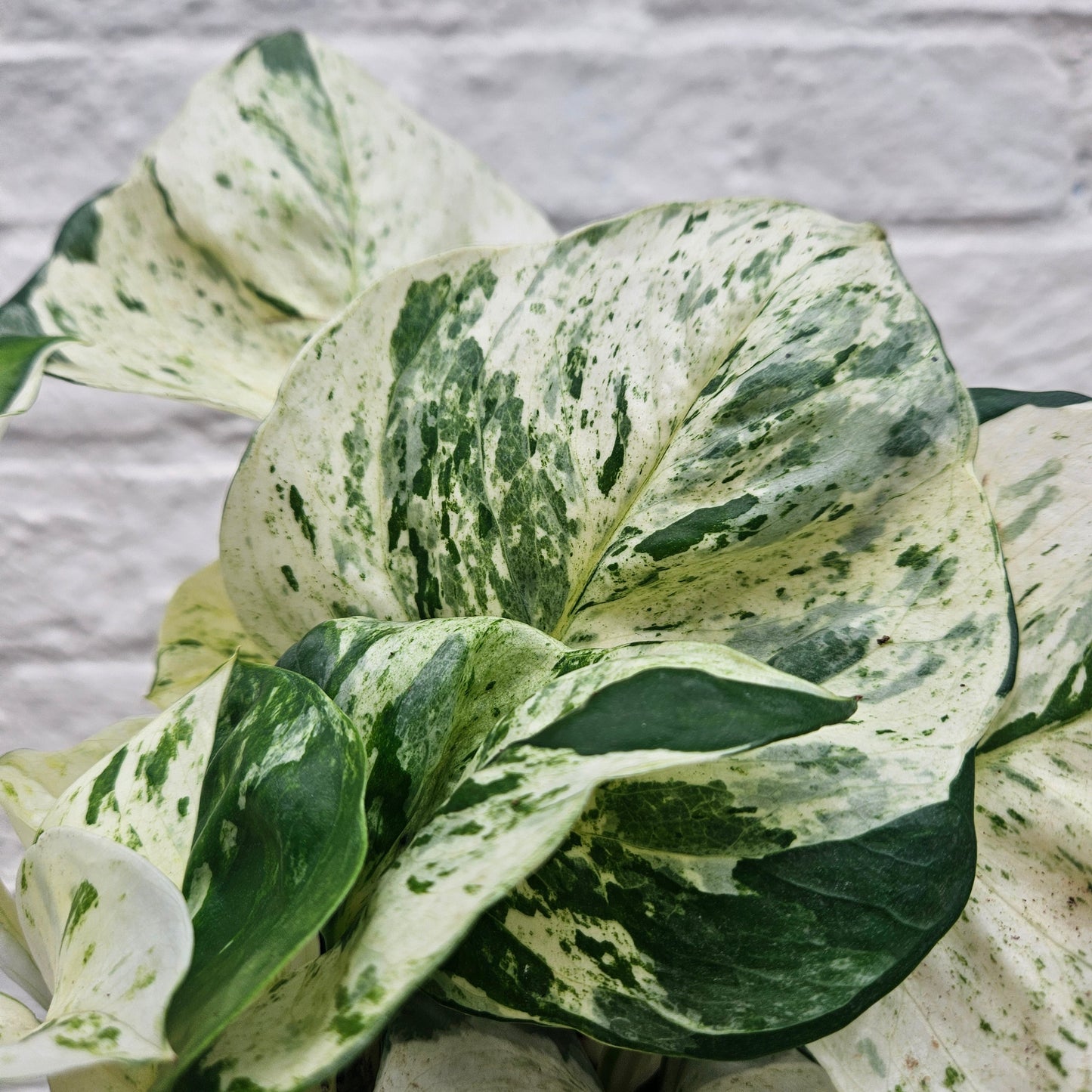 Epipremnum pinnatum 'Happy Leaf' (Manjula Pothos/ Devils Ivy)