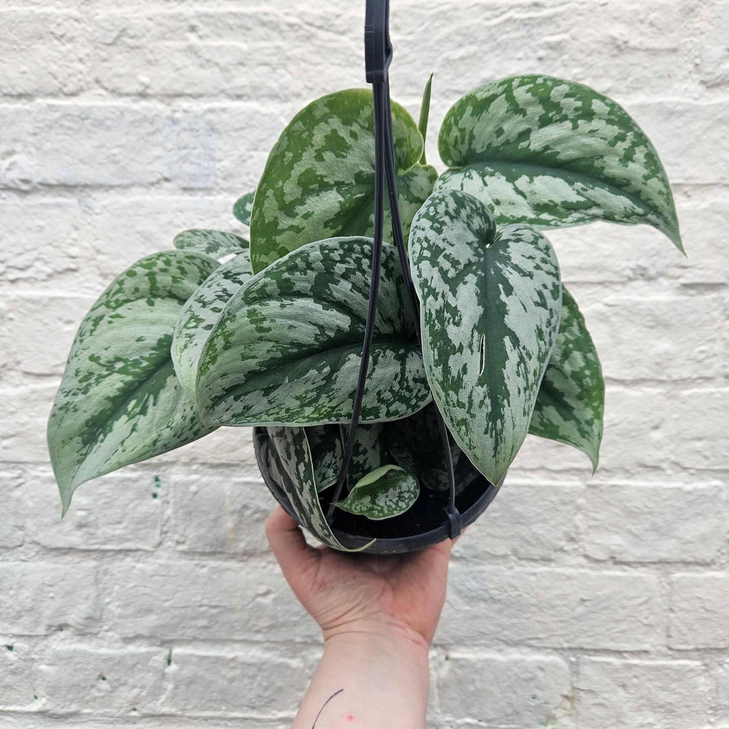 Scindapsus pictus 'Trebie' (Silver Vine Pothos)