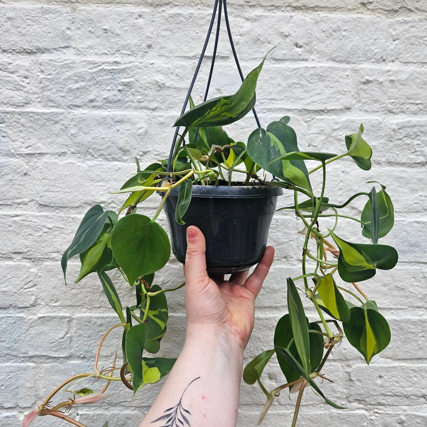 Philodendron scandens 'Brasil' (Pothos/ Devils Ivy)- Various sizes