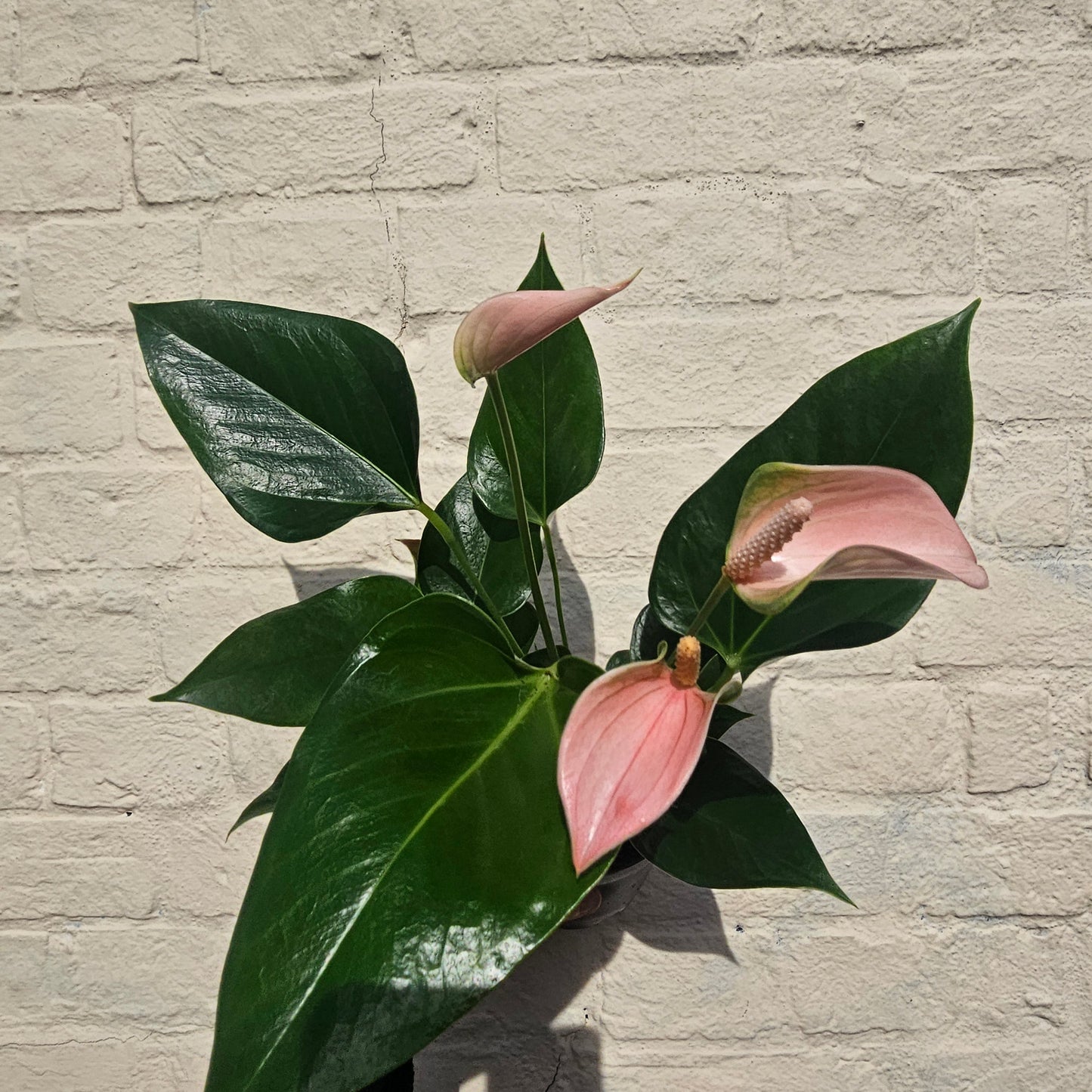 Anthurium andraeanum (Flamingo Flower)