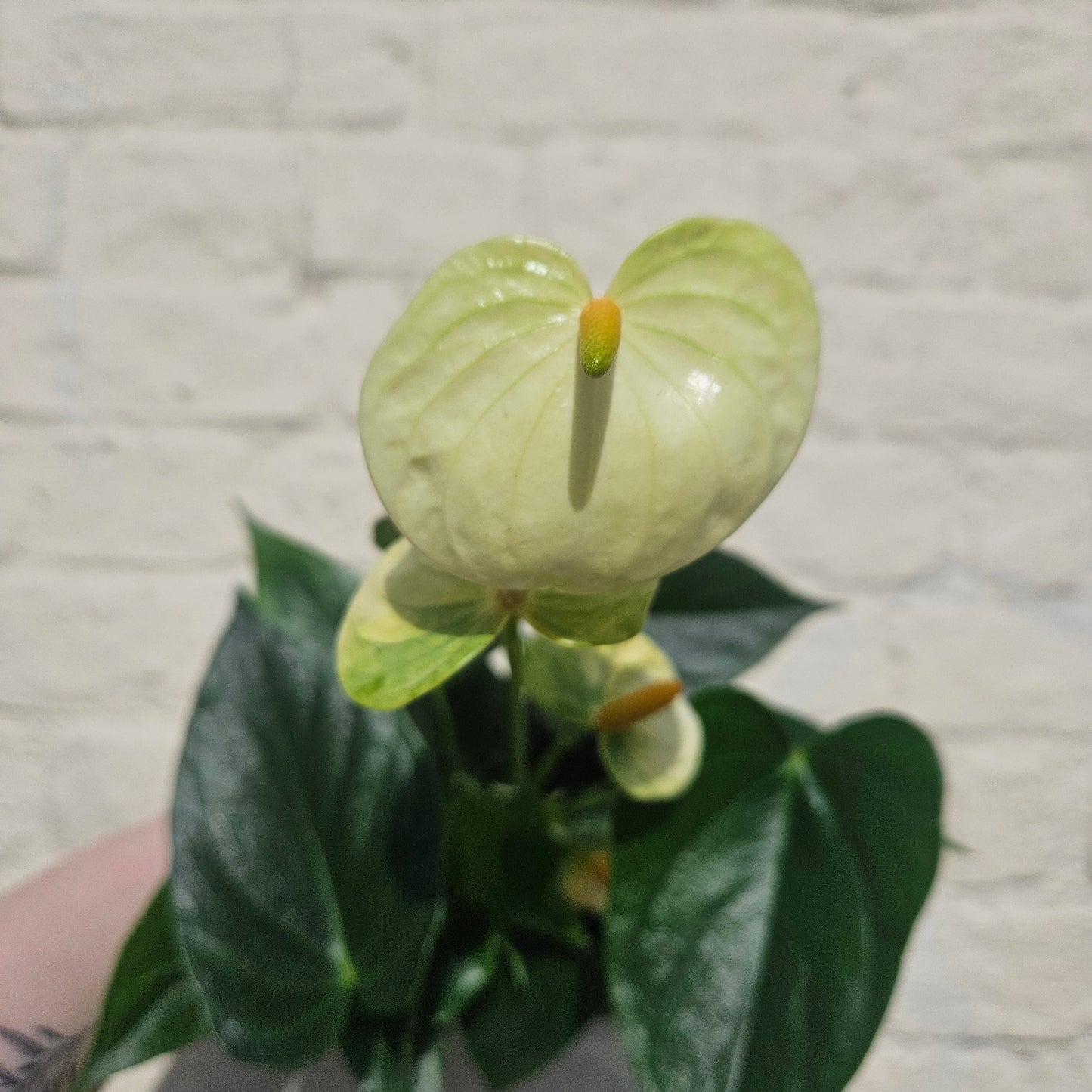 Anthurium andraeanum (Flamingo Flower)