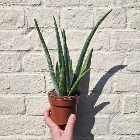 Aloe vera