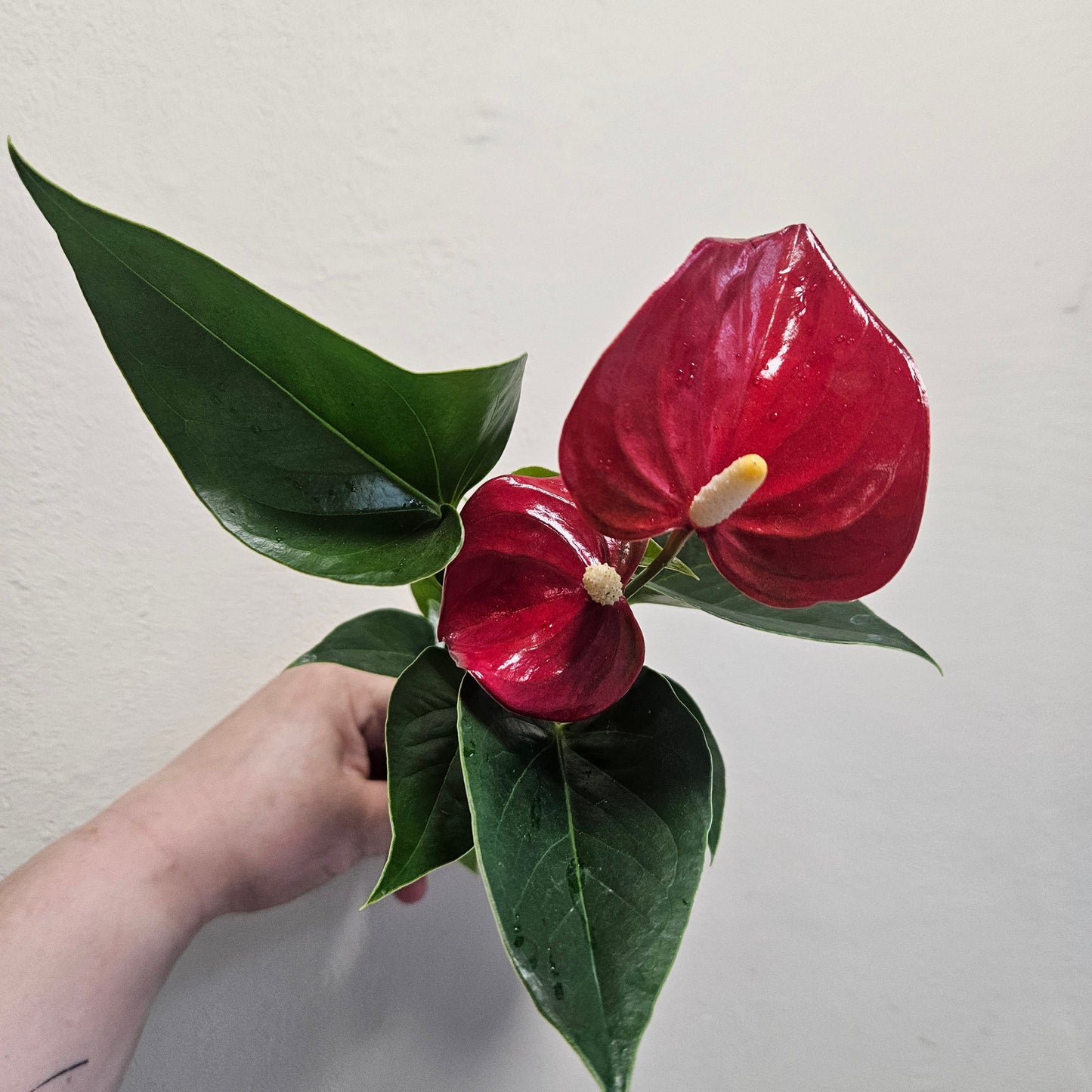 Anthurium andraeanum (Flamingo Flower)