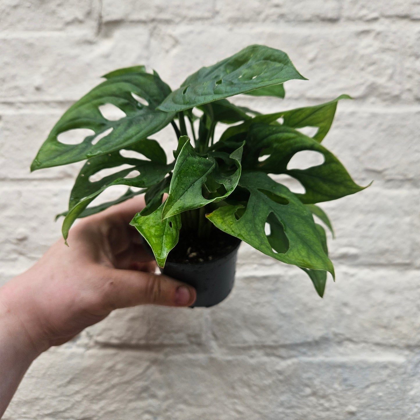 Monstera adansonii 'Monkey mask' (Cheeseplant)