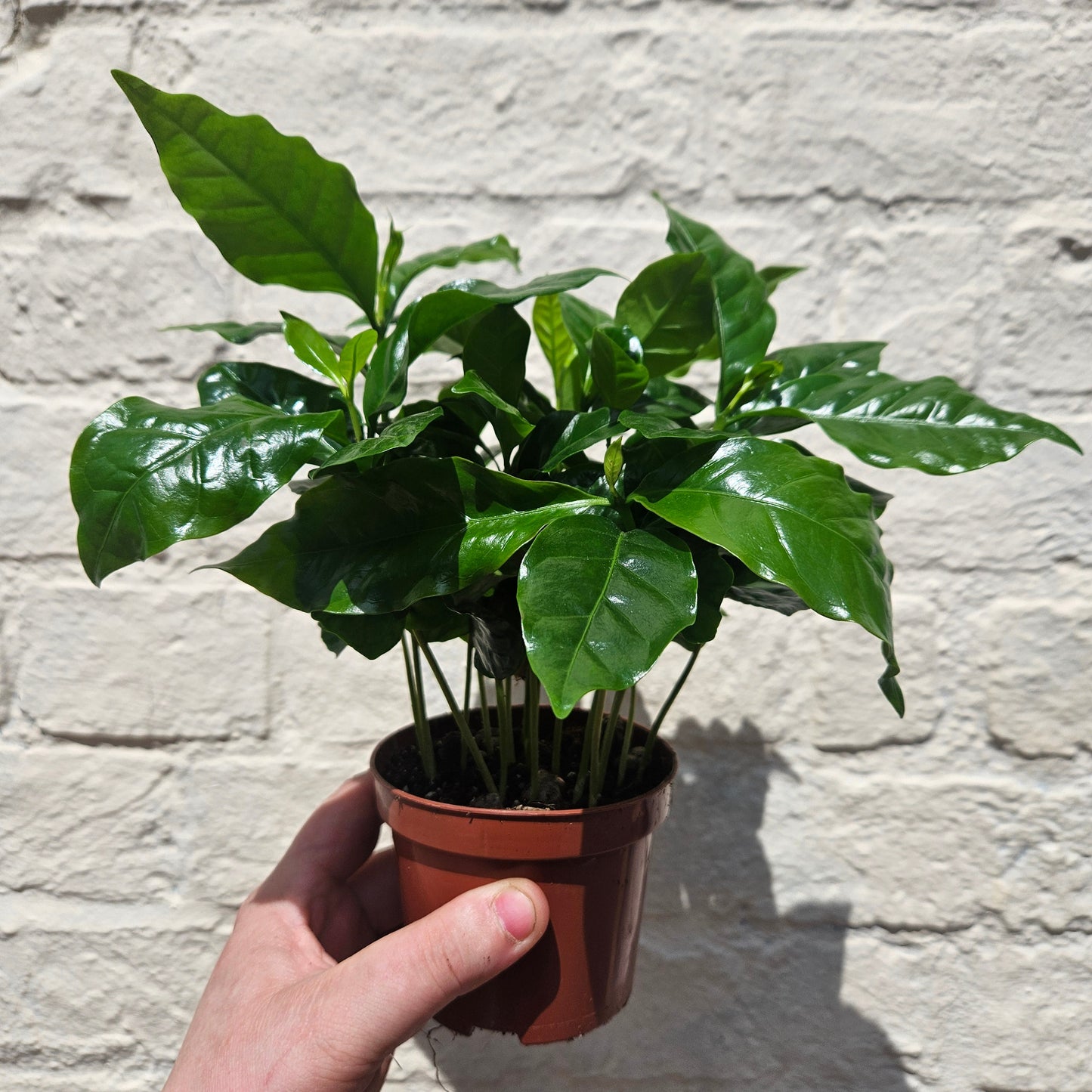 Coffee arabica (Coffee Plant)