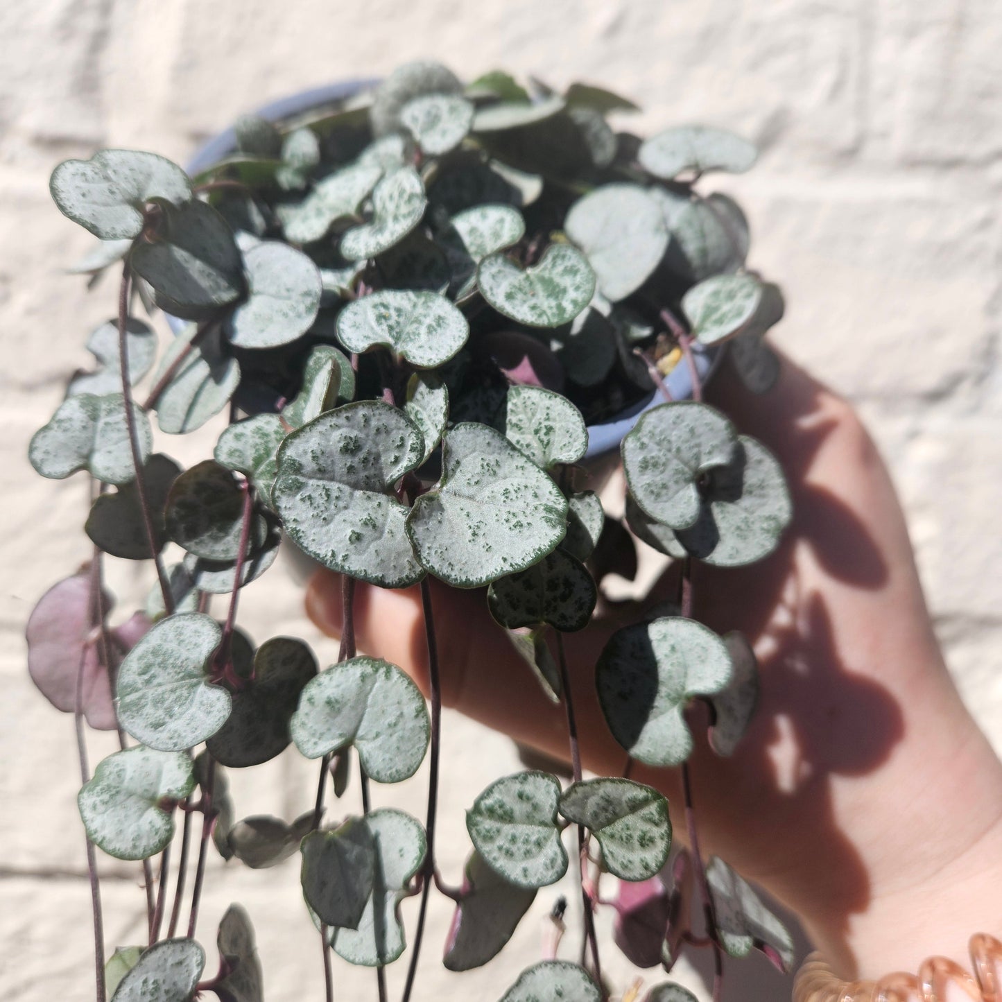 Ceropegia woodii 'Silver Glory' (String of Hearts)