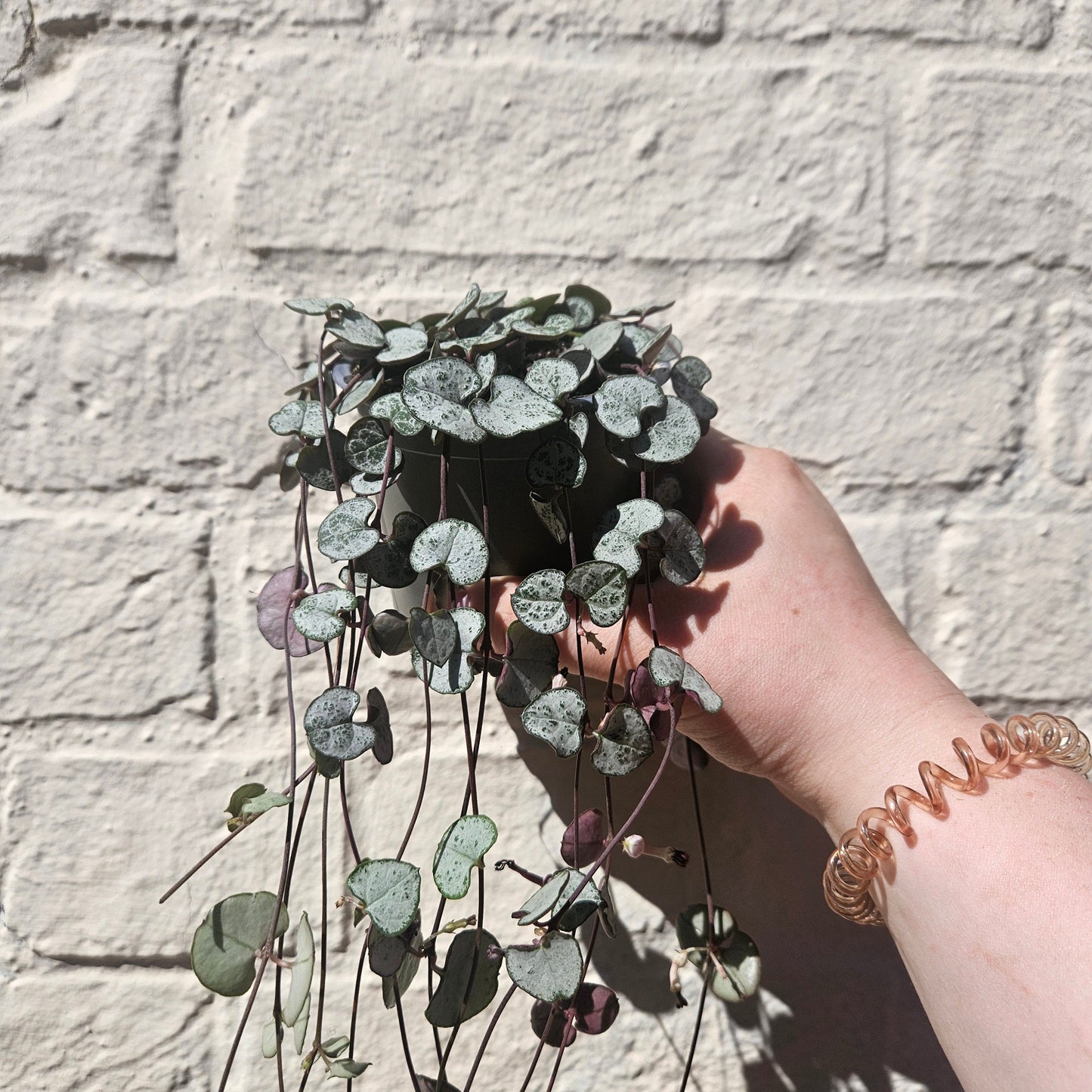 Ceropegia woodii 'Silver Glory' (String of Hearts)