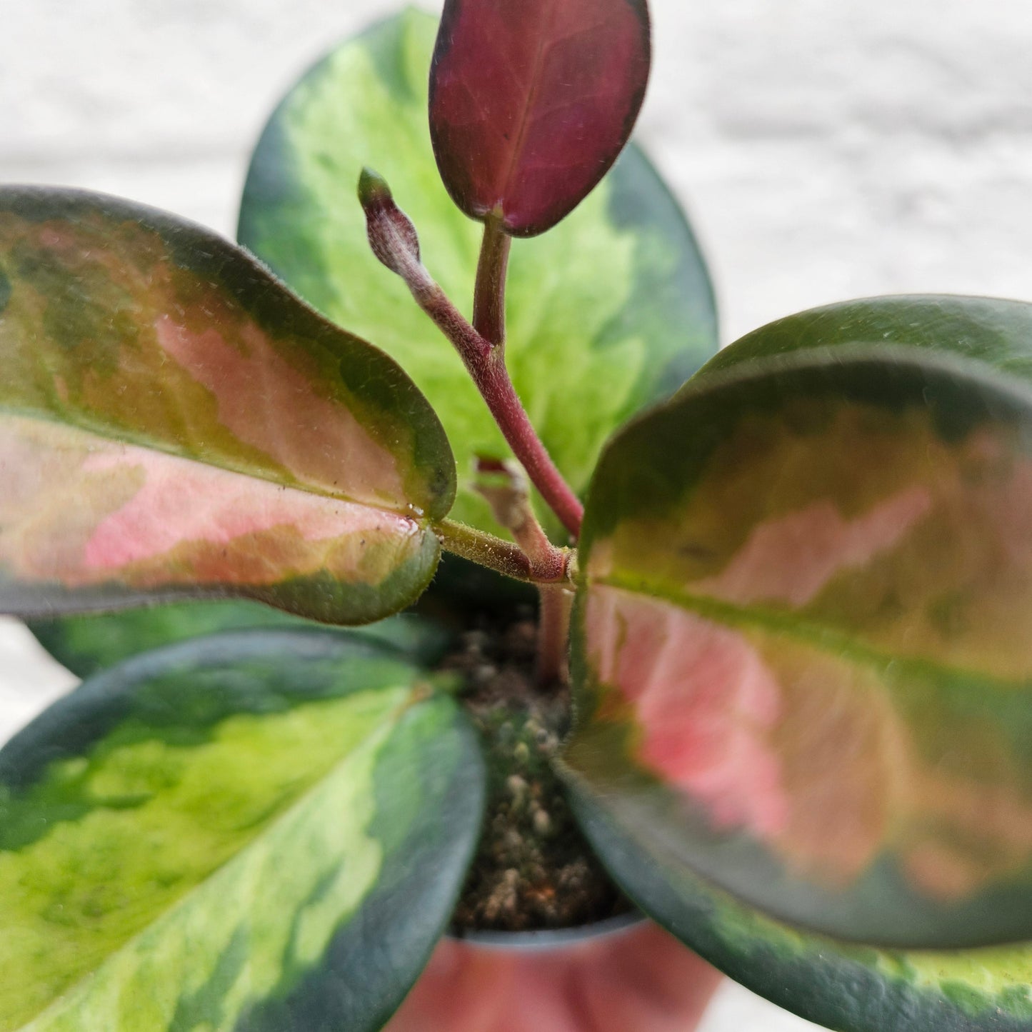Hoya carnosa 'Tricolour' (Variegated Waxflower)