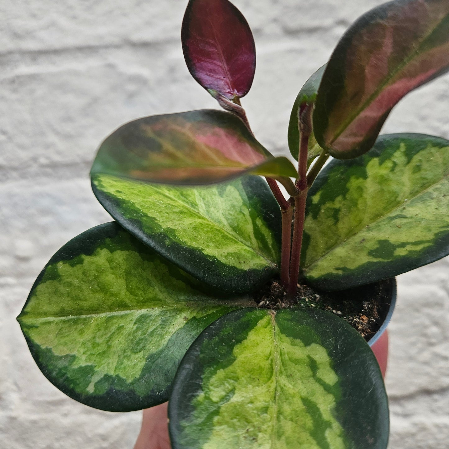Hoya carnosa 'Tricolour' (Variegated Waxflower)