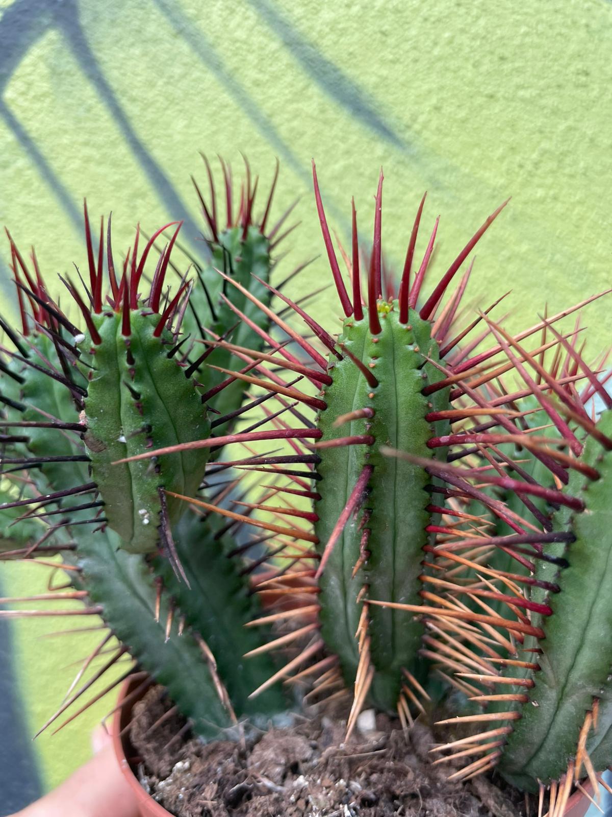Euphorbia enopla (Pincushion plant)