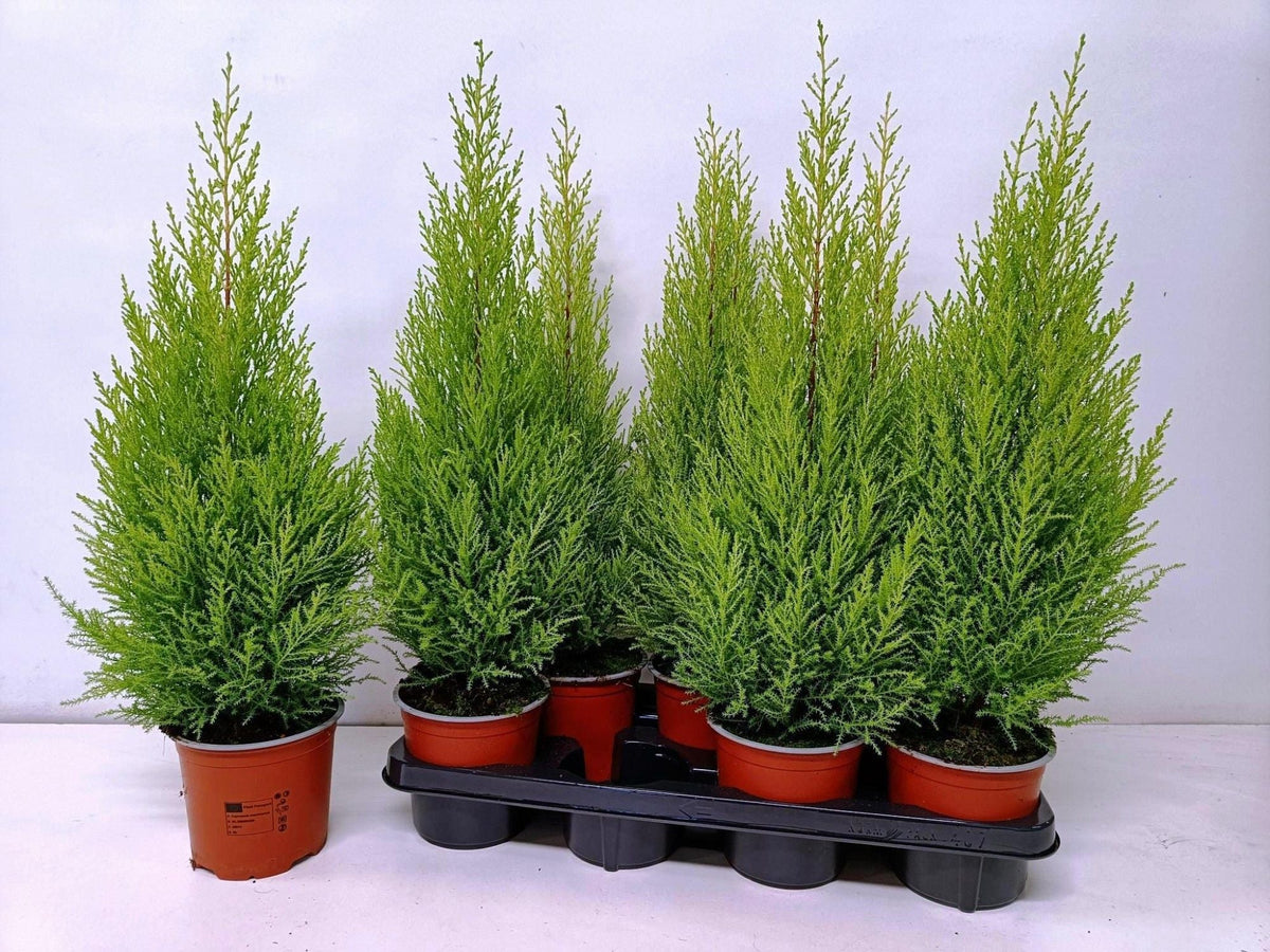 Cupressus Goldcrest