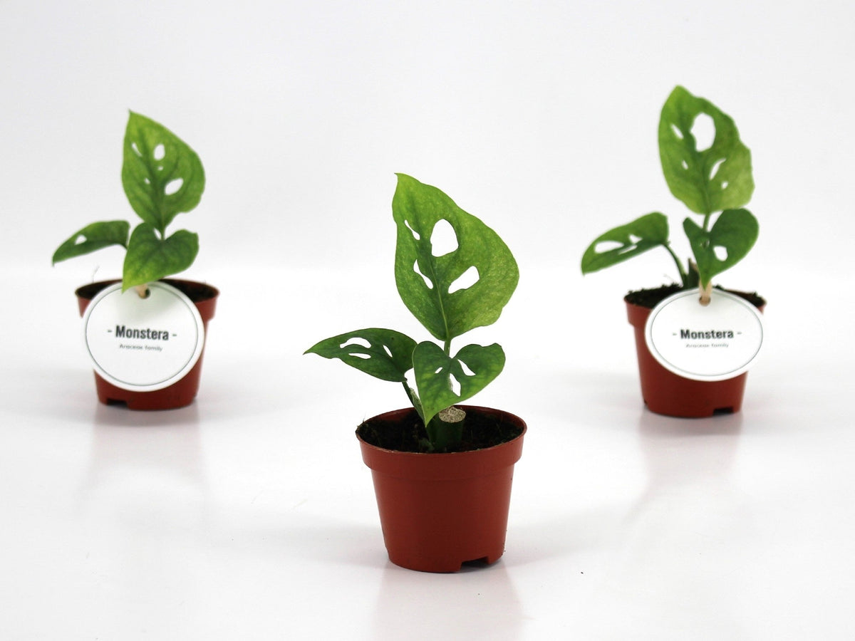 Monstera Adansonii Mint x12