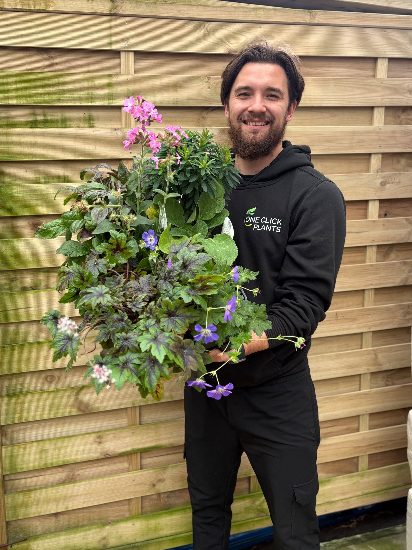 Perennial plants Mix