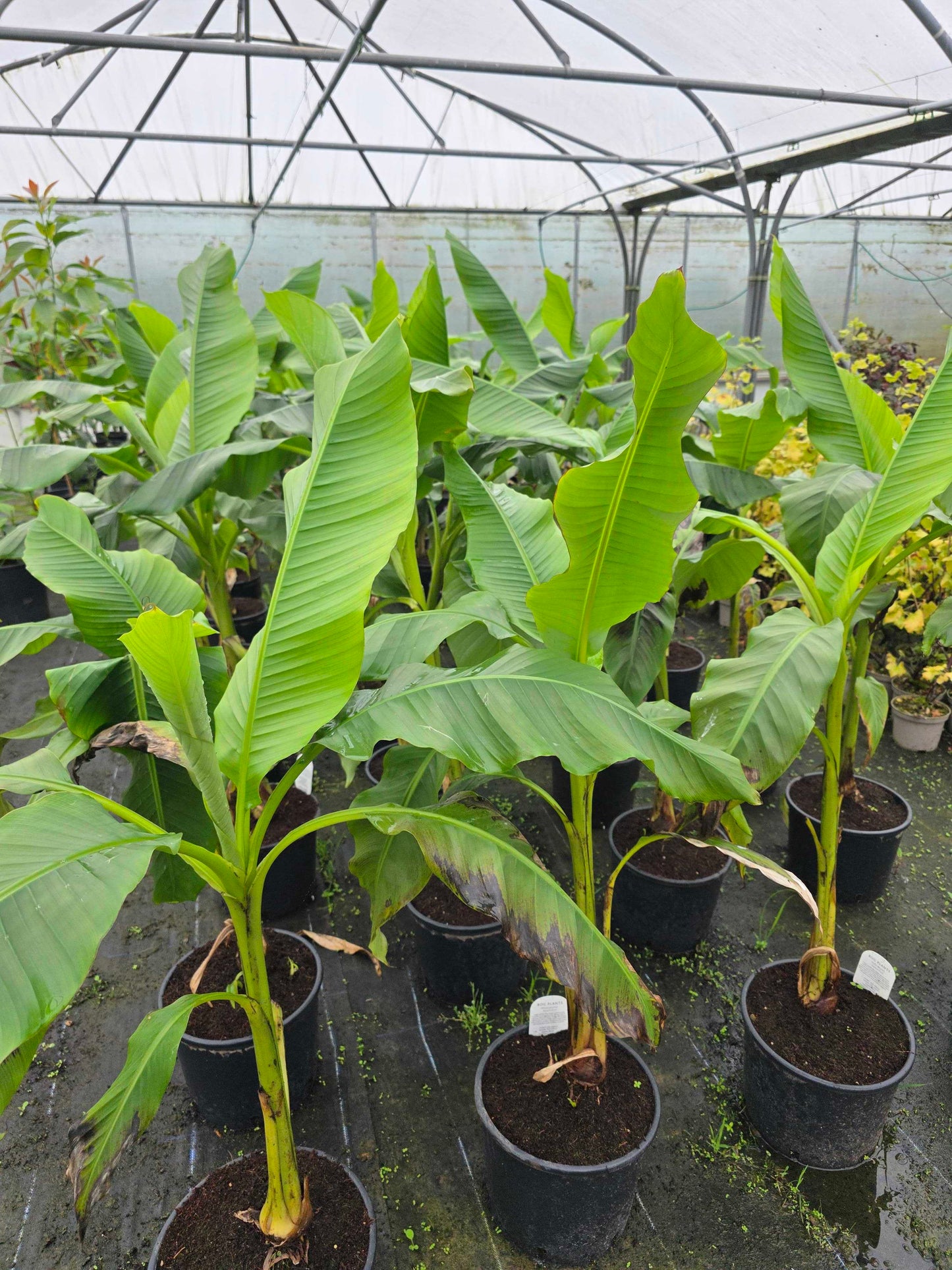 Musa Basjoo (banana plant)