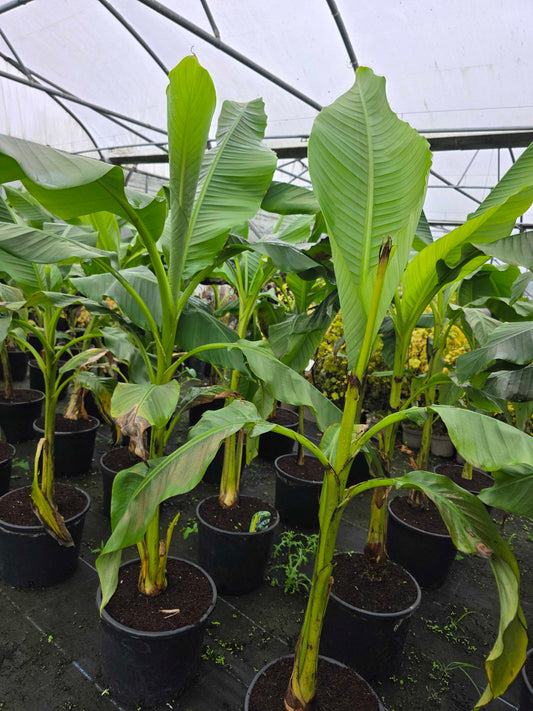 Musa Basjoo (banana plant)