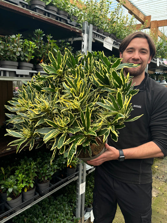 Rhododendron ponticum Variegata 5L