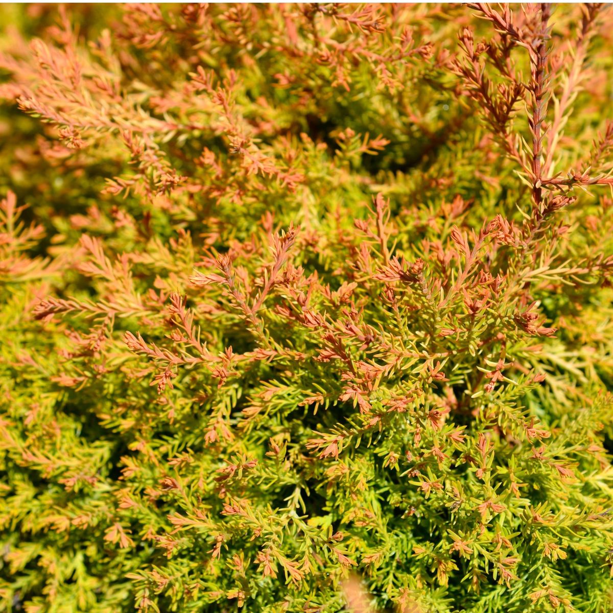 Thuja occidentalis 'Fire Chief' 9cm (PRE ORDER MARCH 2025)