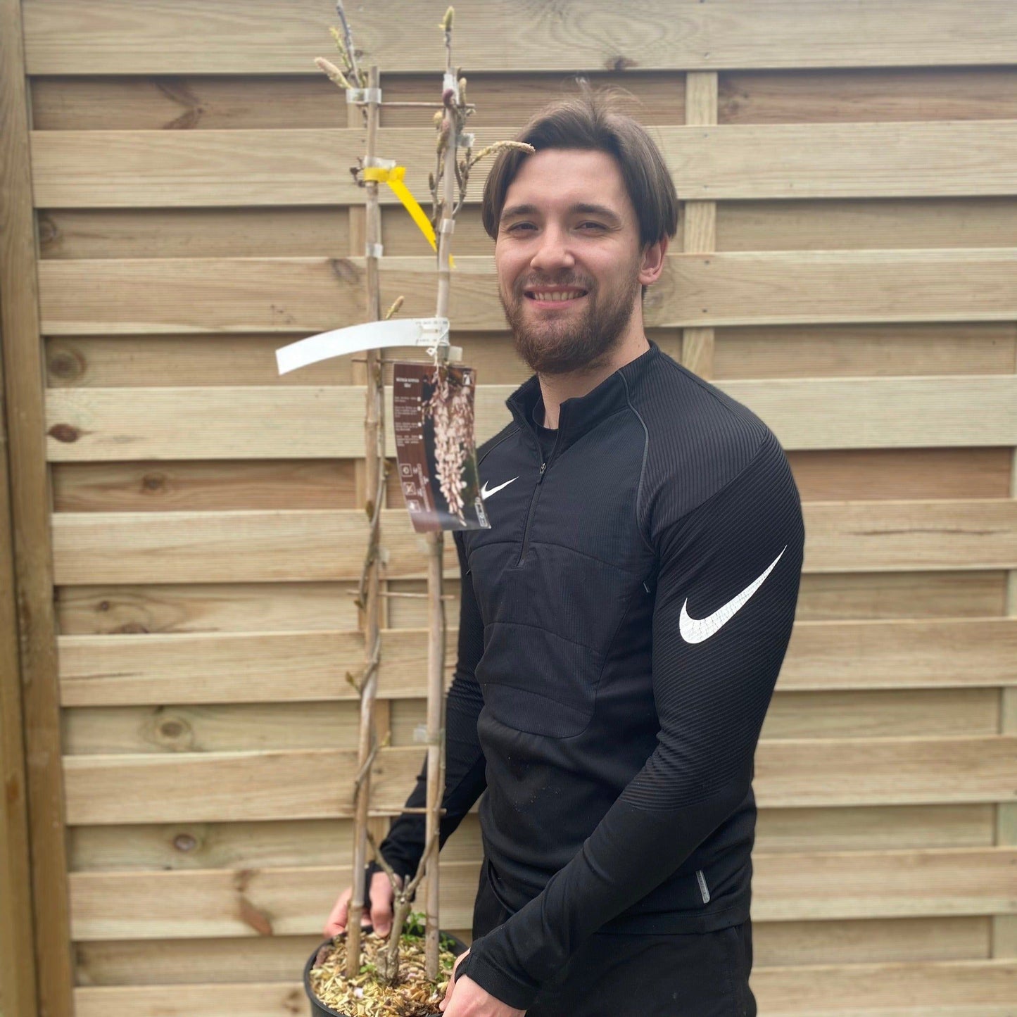 Wisteria sinensis 'Alba' on Frame  4L 100cm