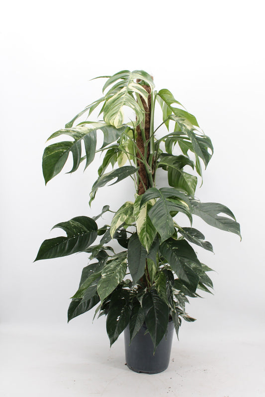 Epipremnum Albo Variegata 125cm height