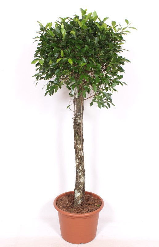 Ficus Nitida 170cm height