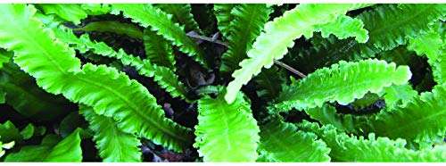 Asplenium scolopendrium angustatum