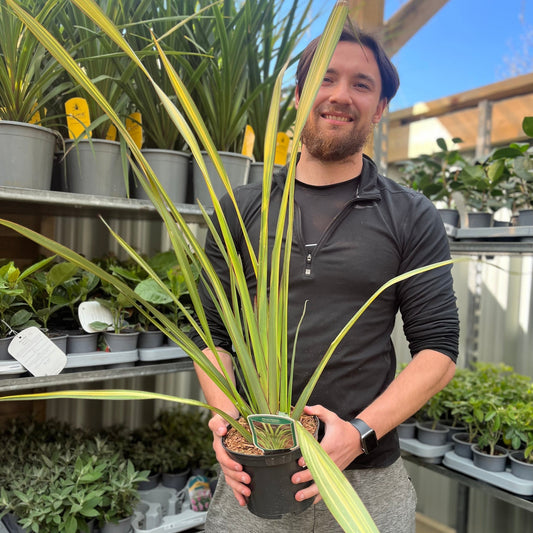 Phormium 'Apricot Queen' 2L (50-60cm inc. pot)