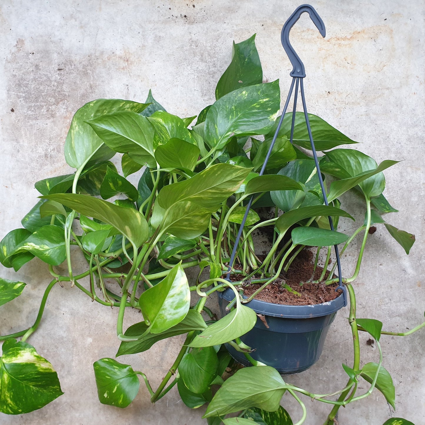 Epipremnum aureum 'Golden Pothos (Devils Ivy)