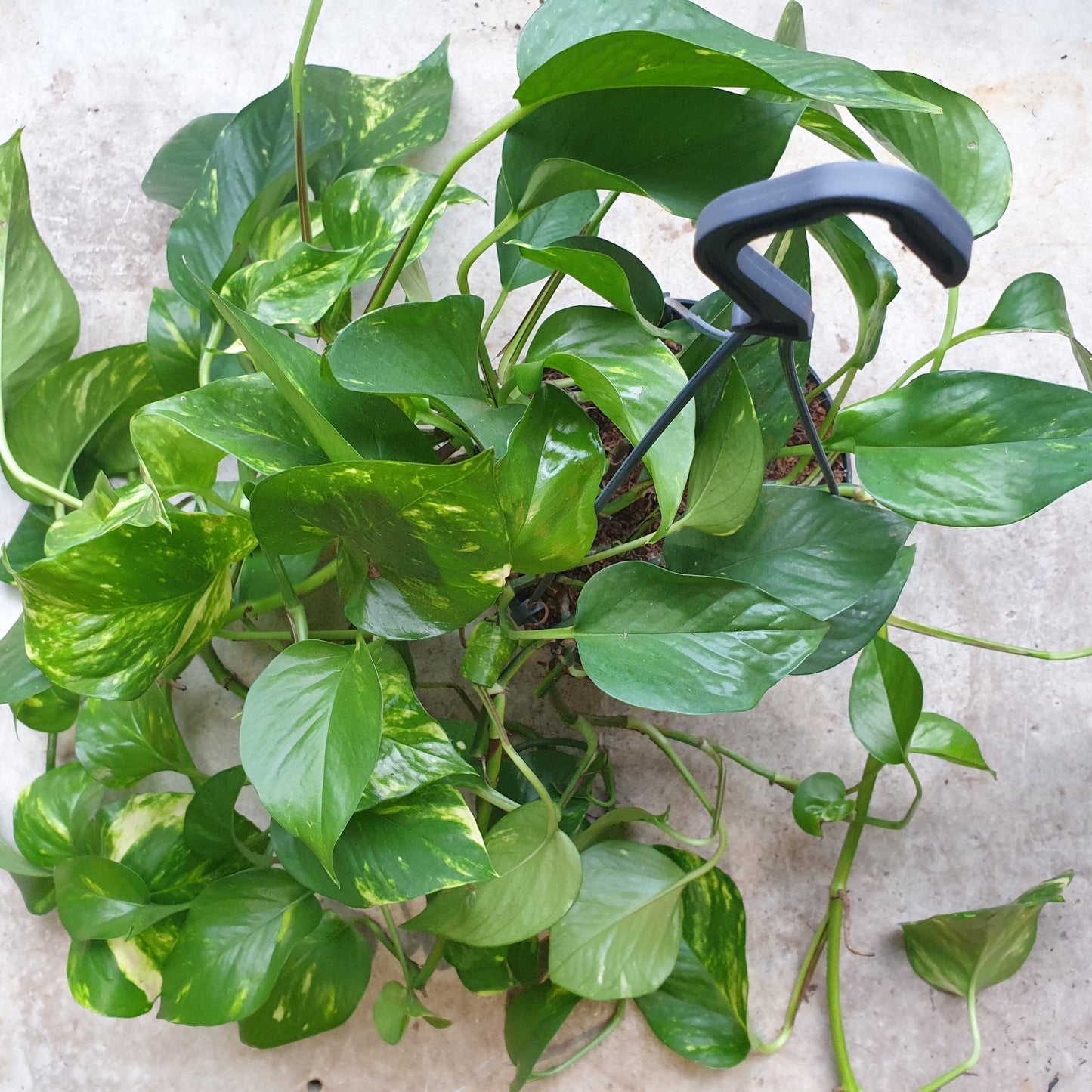 Epipremnum aureum 'Golden Pothos (Devils Ivy)