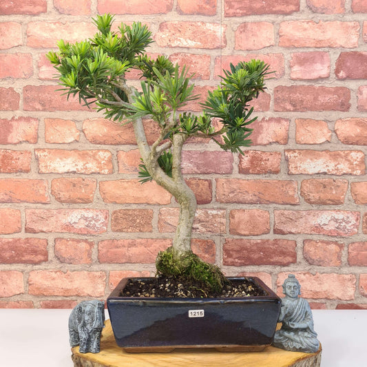 Buddhist Pine (Podocarpus Micro) Bonsai Tree | Shaped | In 30cm Pot