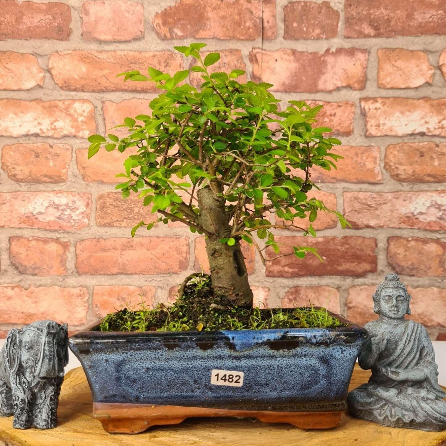 Chinese Elm (Ulmus Parvifolia) Bonsai Tree | Broom | In 20cm Pot