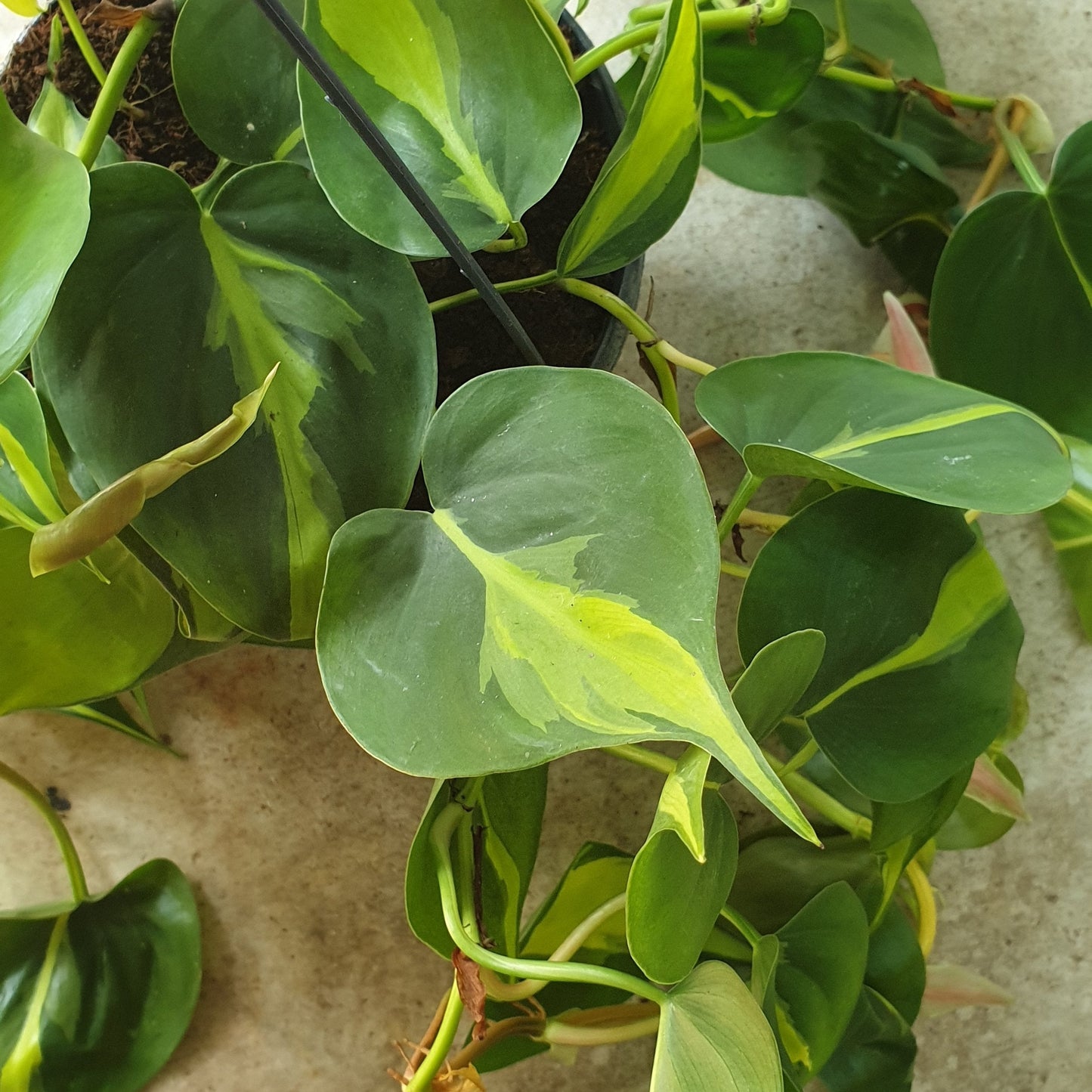 Philodendron scandens 'Brasil' (Pothos/ Devils Ivy)- Various sizes
