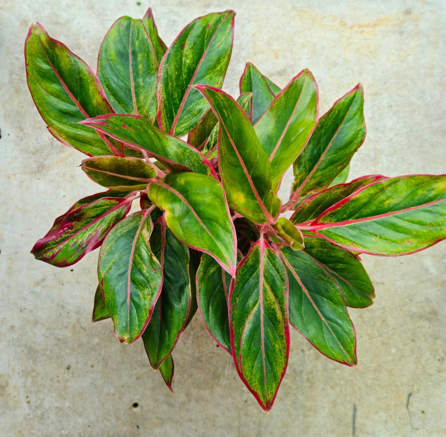Aglaonema 'Crete' (Chinese Evergreen)