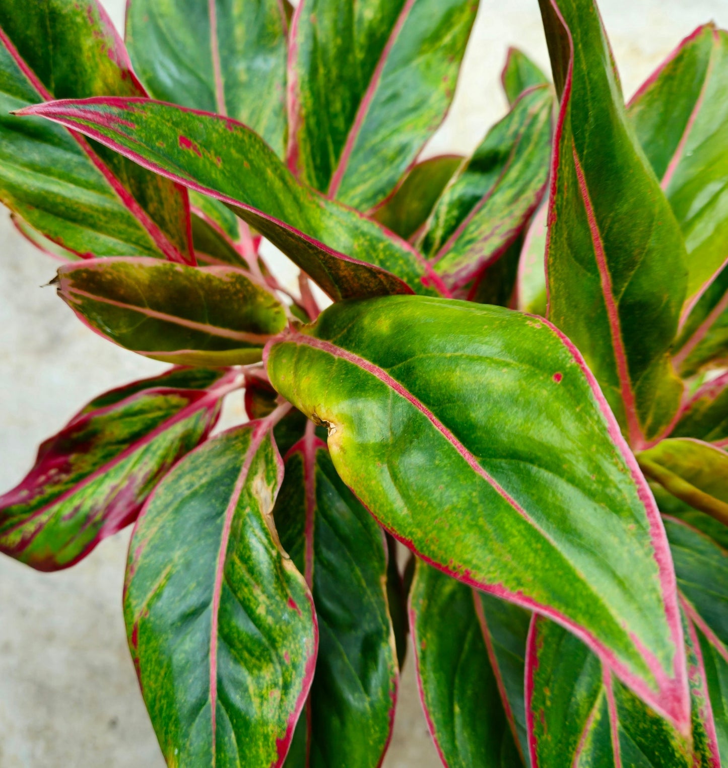 Aglaonema 'Crete' (Chinese Evergreen)