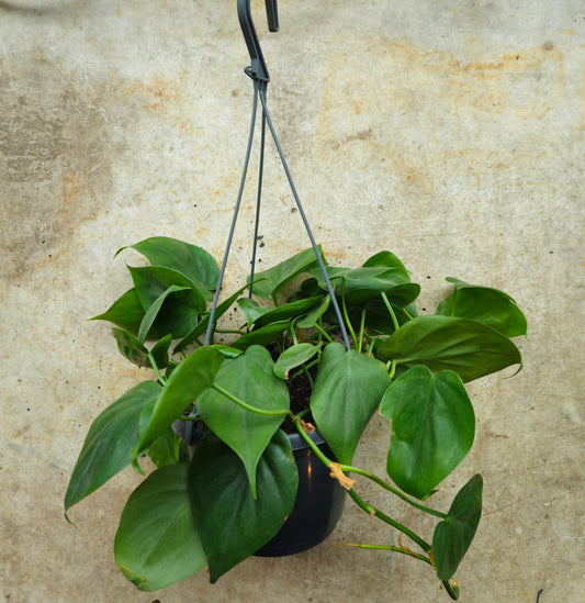 Philodendron hederaceum syn. Philodendron scandens (Heartleaf or Sweetheart Plant)