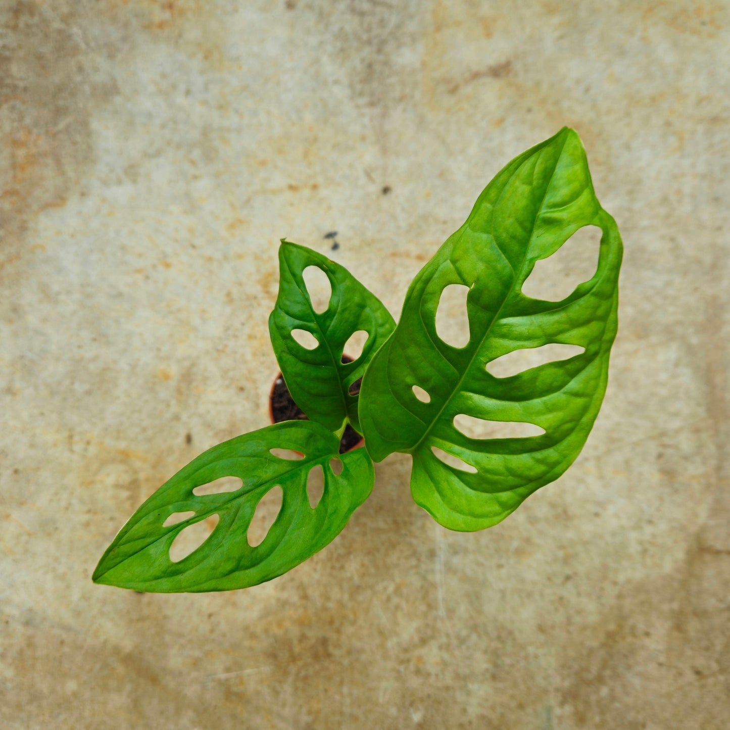 Monstera adansonii 'Monkey mask' (Cheeseplant)