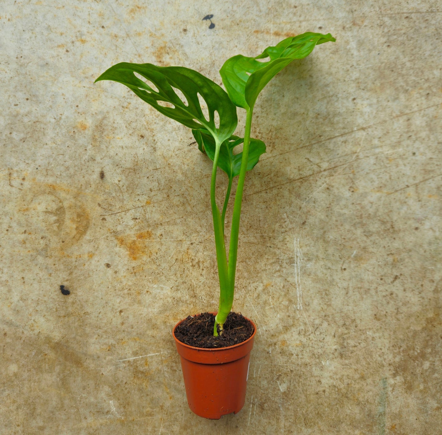 Monstera adansonii 'Monkey mask' (Cheeseplant)