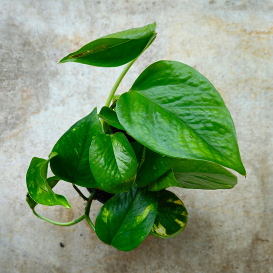 Epipremnum aureum 'Golden Pothos (Devils Ivy)