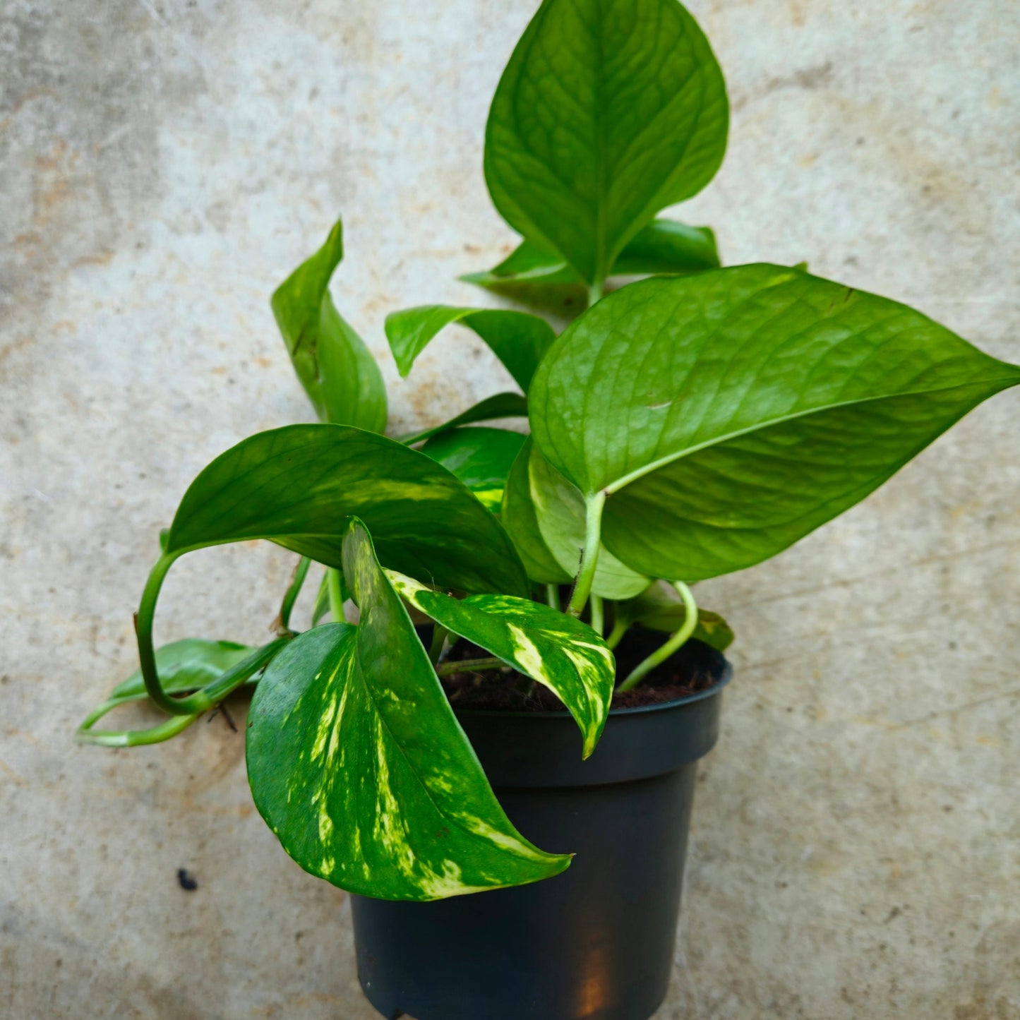 Epipremnum aureum 'Golden Pothos (Devils Ivy)
