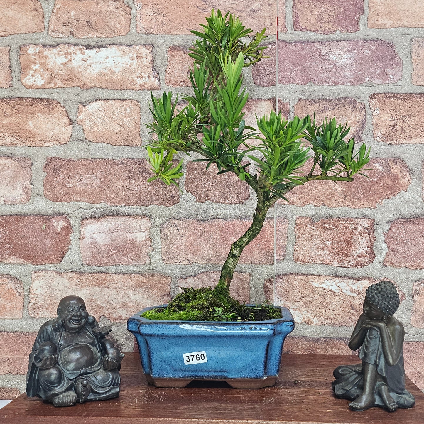 Buddhist Pine (Podocarpus Micro) Bonsai Tree | Shaped | In 15cm Pot