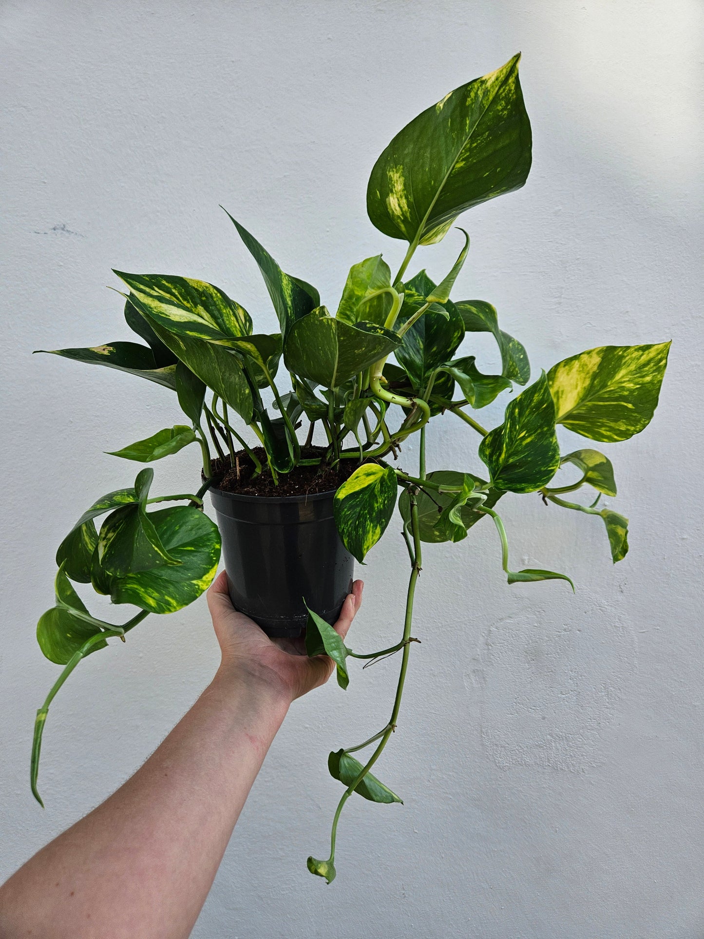 Epipremnum aureum 'Golden Pothos (Devils Ivy)